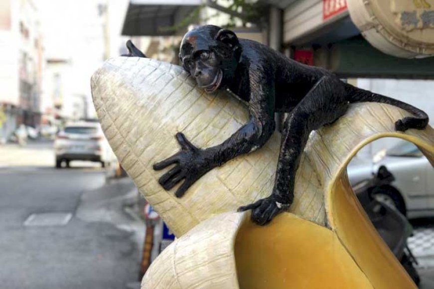philippine_banana-monkey