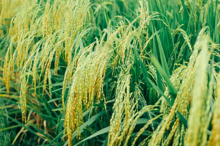 The Essence of Japanese Rice: A Staple of Culinary Excellence