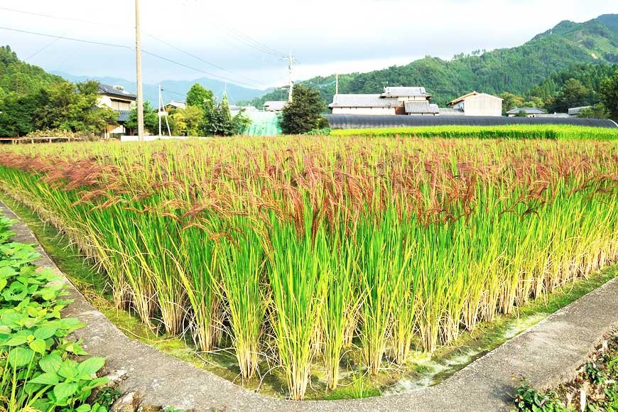 The Essence of Japanese Rice: A Staple of Culinary Excellence