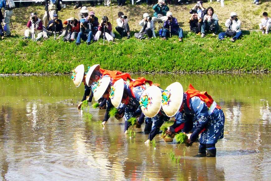 The Essence of Japanese Rice: A Staple of Culinary Excellence
