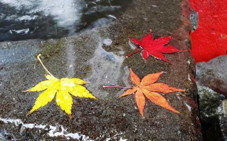 Autumn in Japan: A Symphony of Colors and Culture
