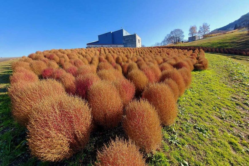 autumn-in-japan-a-symphony-of-colors-and-culture-06