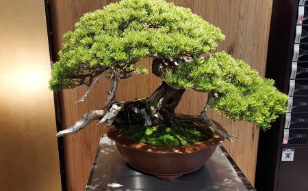 Miniature Masterpieces Called Bonsai
