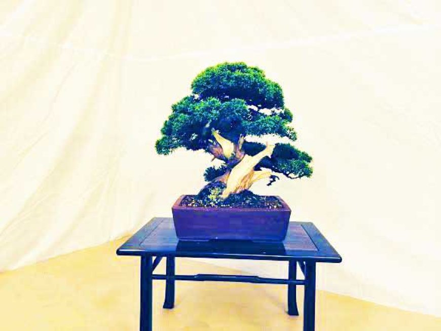 miniature-masterpieces-called-bonsai-03
