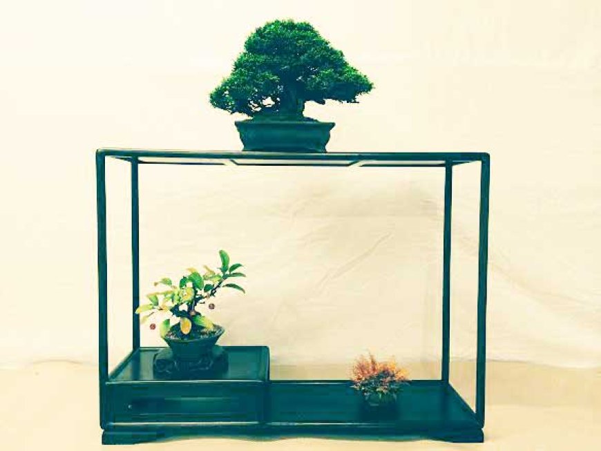 miniature-masterpieces-called-bonsai-05