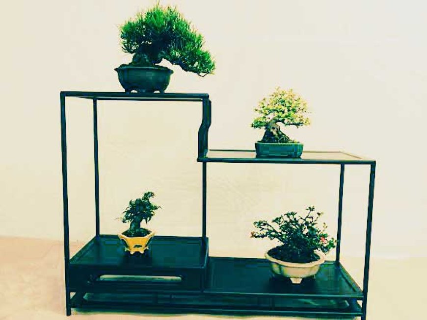 miniature-masterpieces-called-bonsai-08