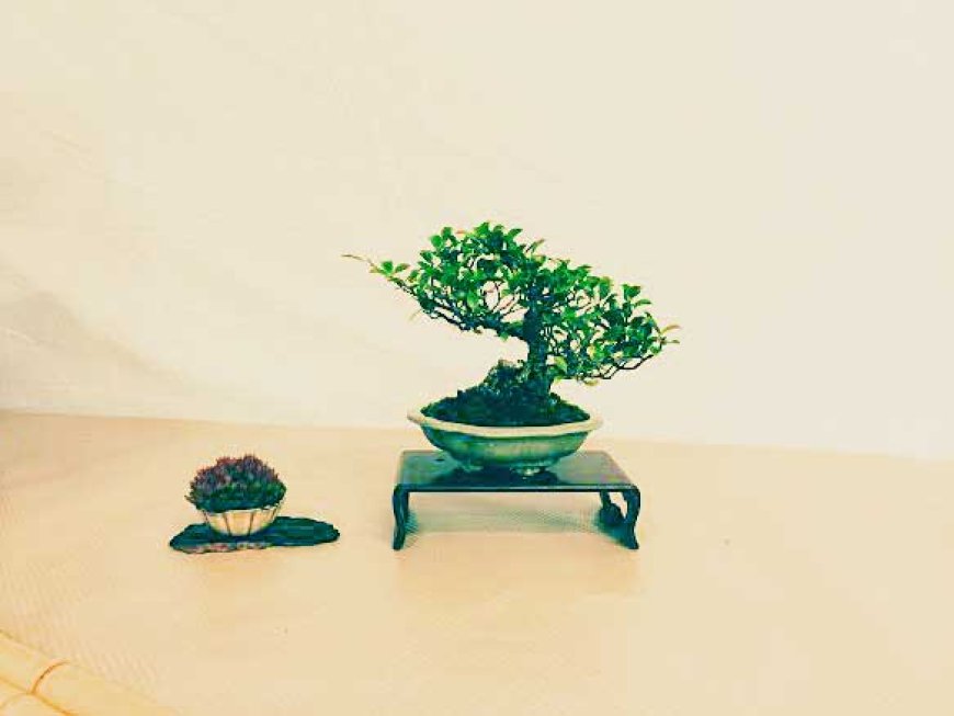 miniature-masterpieces-called-bonsai-06