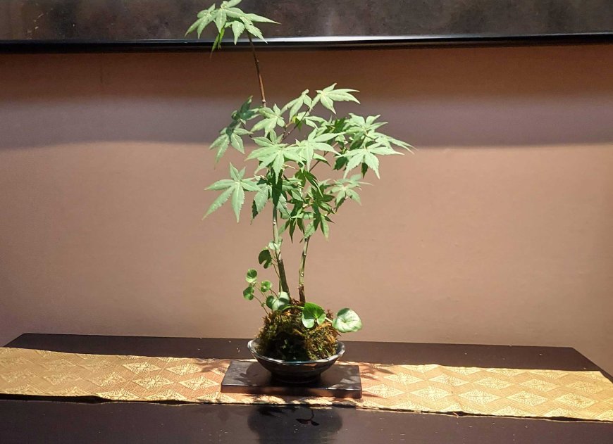 miniature-masterpieces-called-bonsai-07