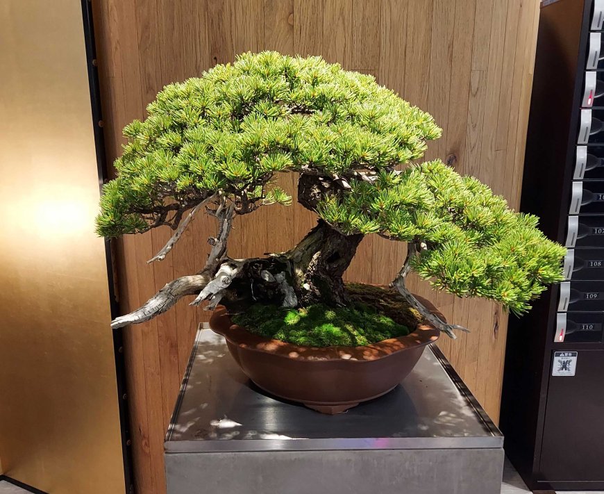 Miniature Masterpieces Called Bonsai