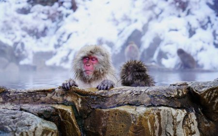 Winter Bliss: Japan's Onsen Wonders