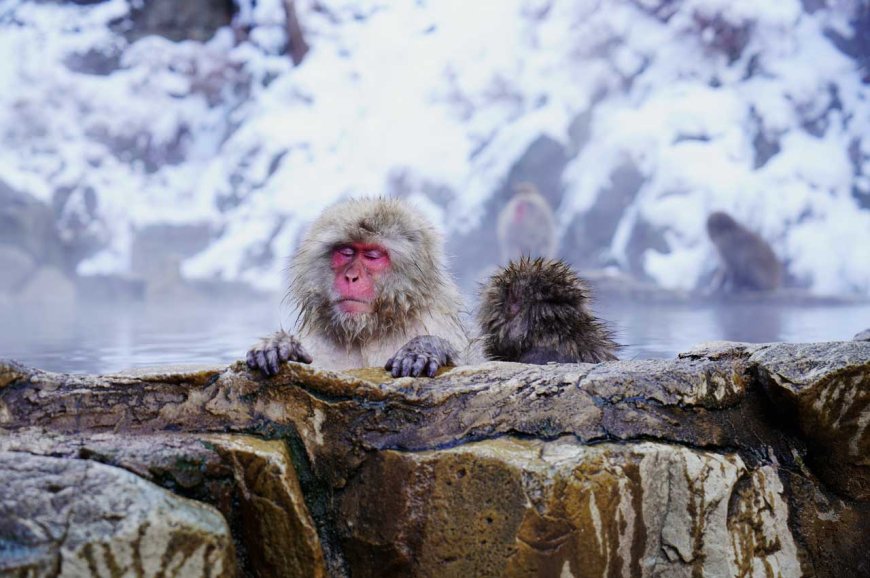 Winter Bliss: Japan's Onsen Wonders