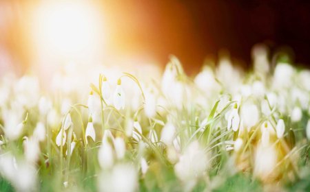 Blooming Traditions: Japan's Spring Equinox Holiday
