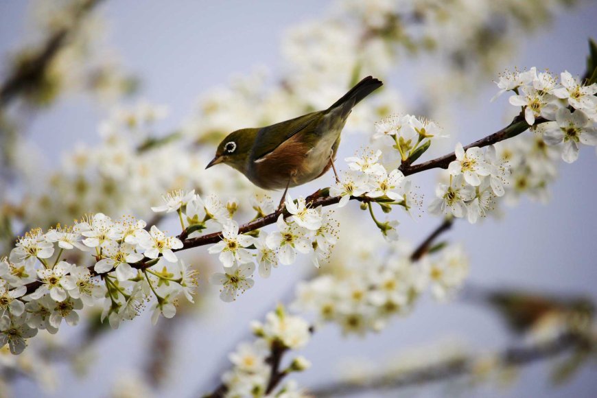 blooming-traditions-celebrating-japans-spring-equinox-holiday-02