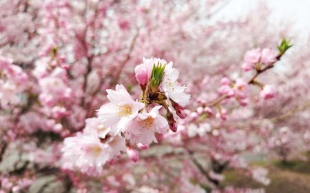 Blooming Bonanza: Springtime in Japan