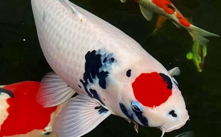 Elegance of Koi Fish