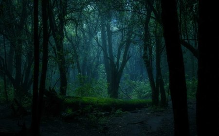 Aokigahara - Japan's Mysterious Forest