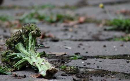 "MOTTAINAI": Embracing Mindful Living