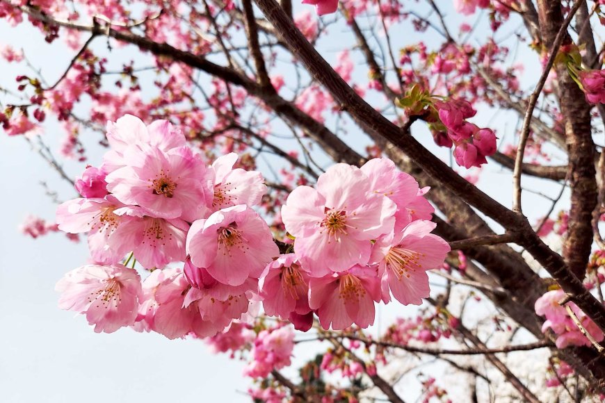 blooming-bonanza-springtime-in-japan-02