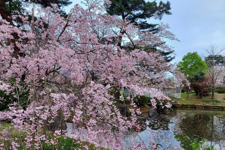 blooming-bonanza-springtime-in-japan-03