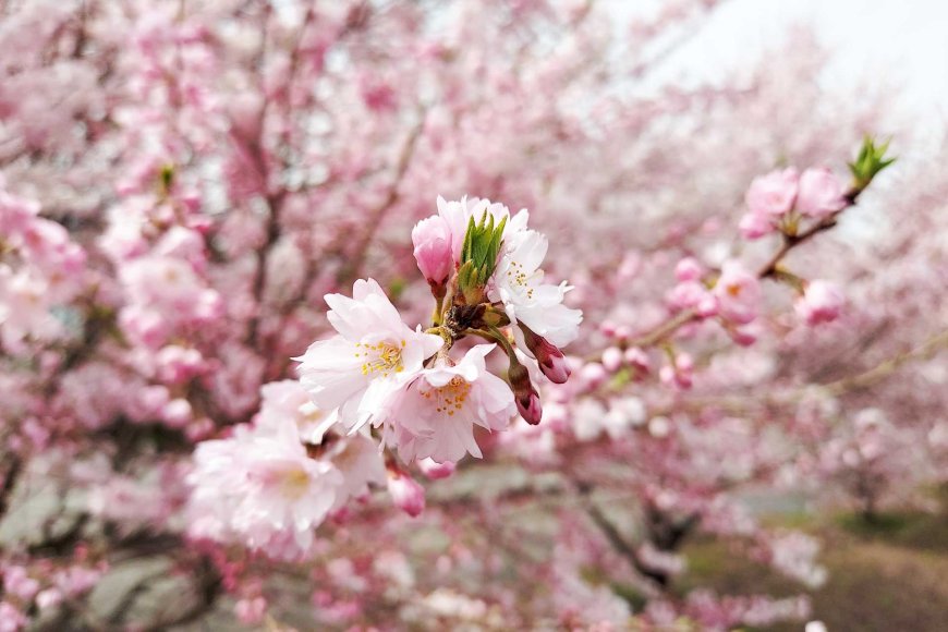 Blooming Bonanza: Springtime in Japan