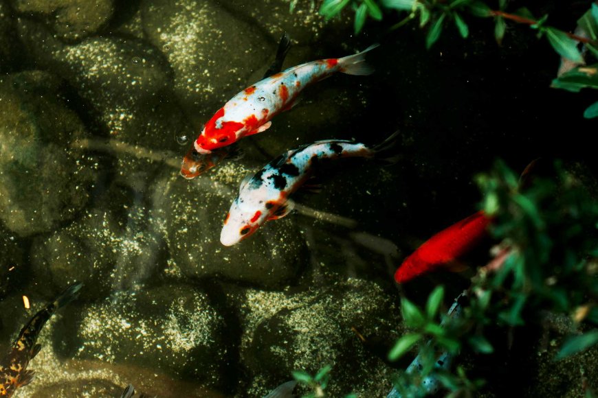 elegance-of-koi-fish-in-japan-06