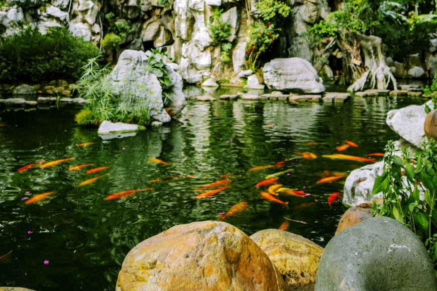 elegance-of-koi-fish-in-japan-08