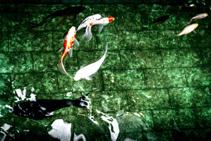 elegance-of-koi-fish-in-japan-09