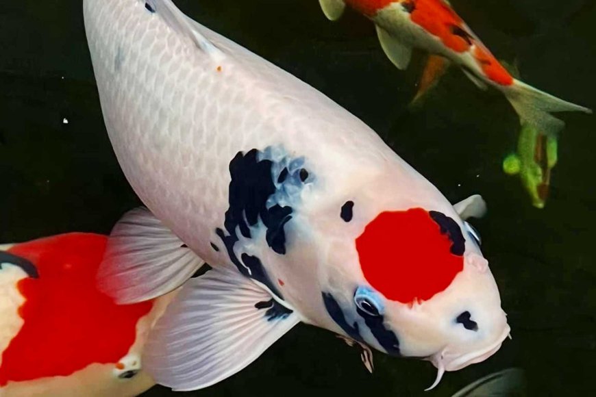 Elegance of Koi Fish
