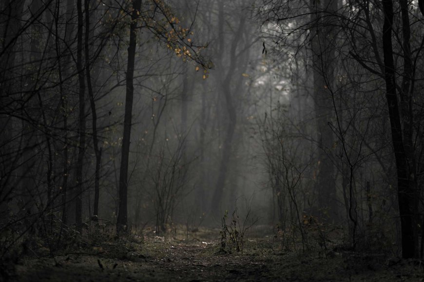 aokigahara-japans-mysterious-forest-02