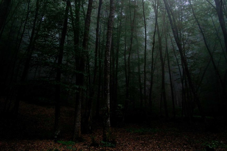 aokigahara-japans-mysterious-forest-04
