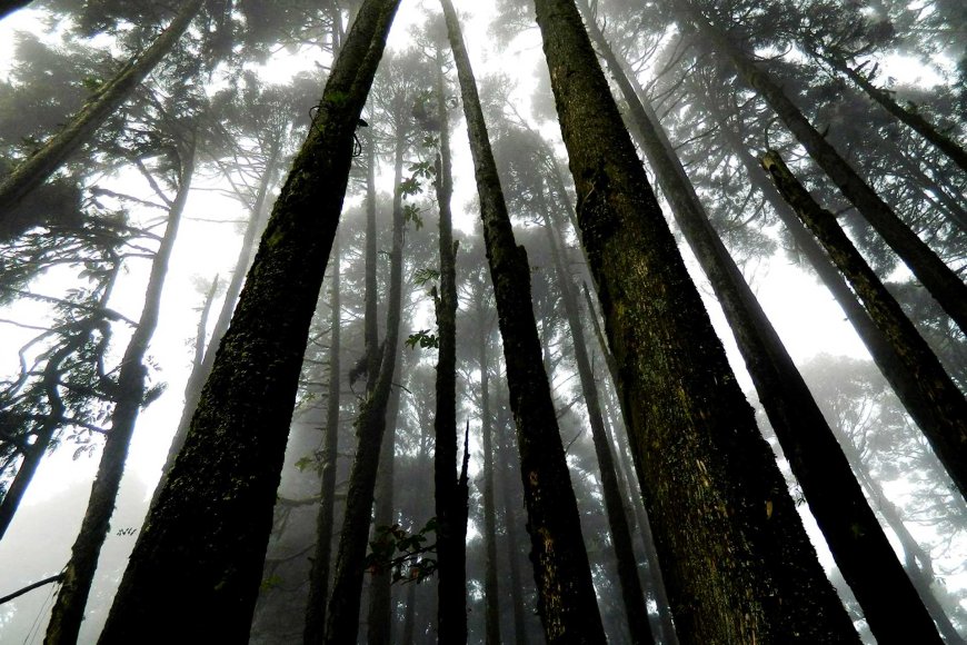 aokigahara-japans-mysterious-forest-06