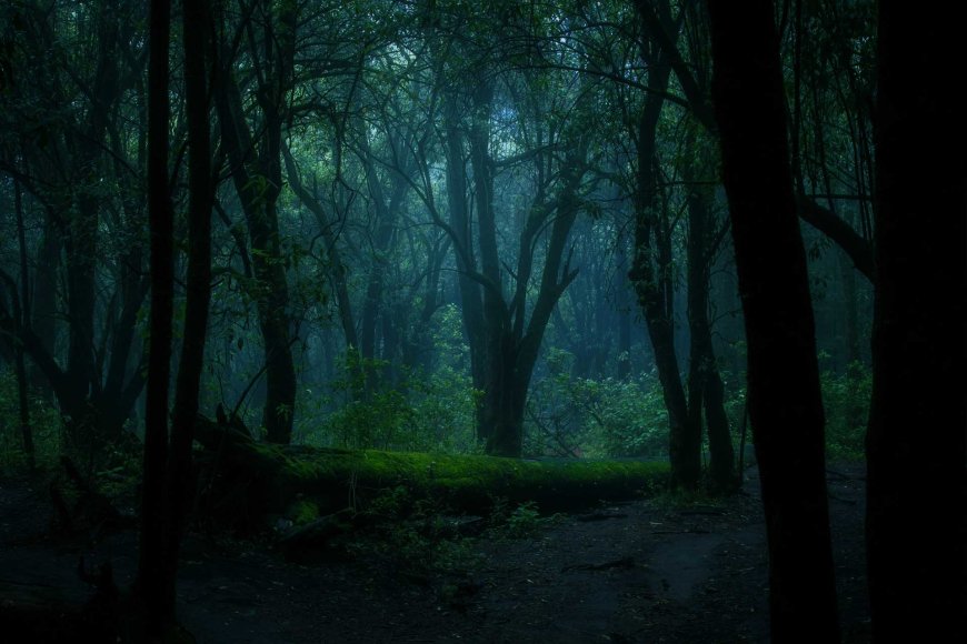 Aokigahara - Japan's Mysterious Forest