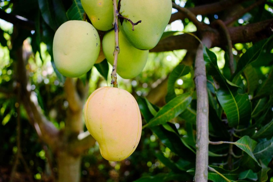 tropical-temptations-exploring-the-top-10-fruits-of-the-philippines-03