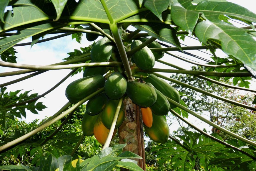 tropical-temptations-exploring-the-top-10-fruits-of-the-philippines-07