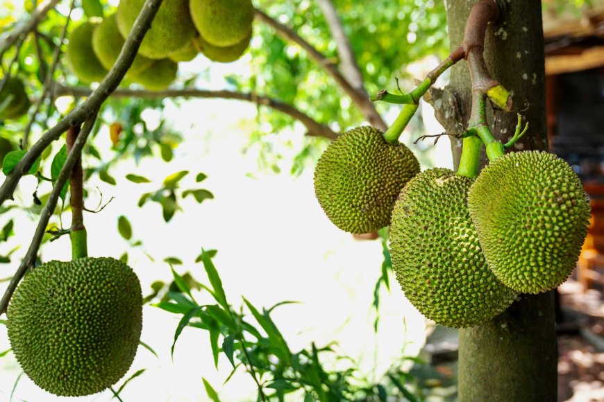 tropical-temptations-exploring-the-top-10-fruits-of-the-philippines-09