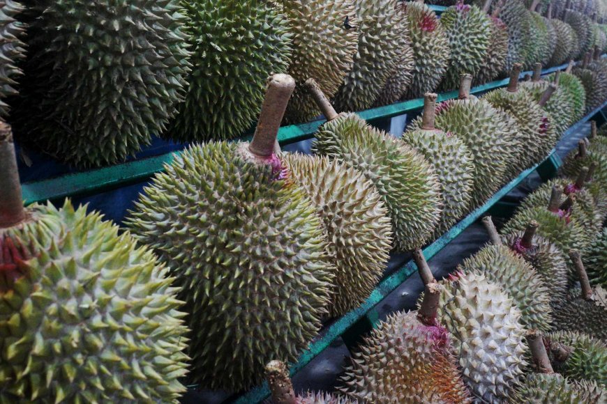tropical-temptations-exploring-the-top-10-fruits-of-the-philippines-11