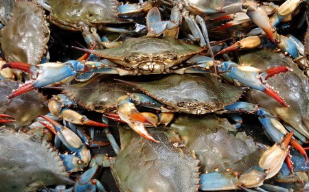 What is the Origin of Crab Mentality in the Philippines?