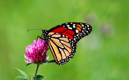 Dance of the Butterflies: The Concept of "Paru-paro" in Japan