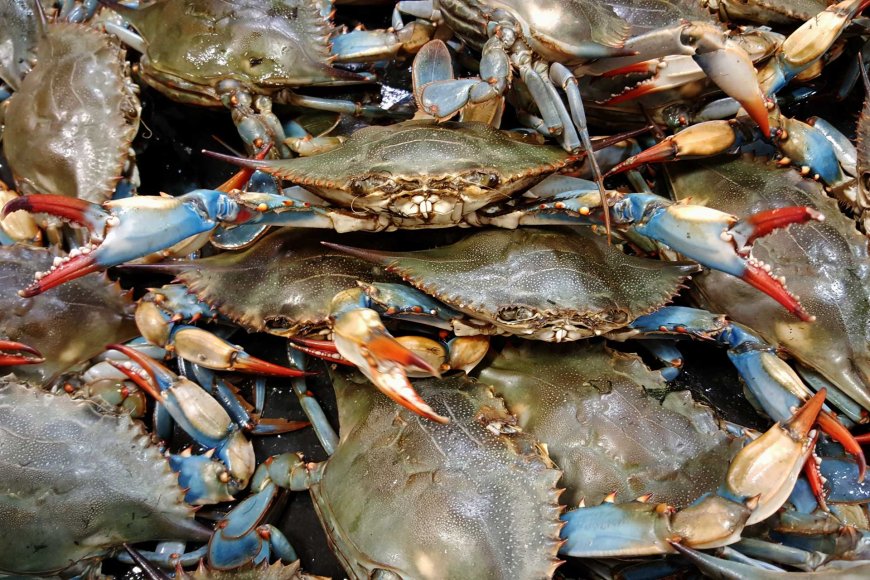 What is the Origin of Crab Mentality in the Philippines?