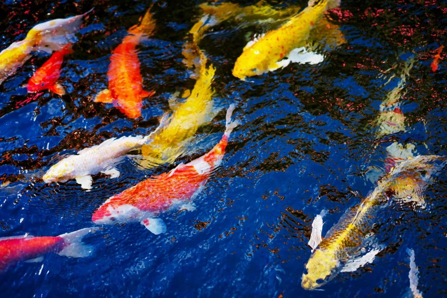 flying-dreams-exploring-japans-koi-nobori-festival-04