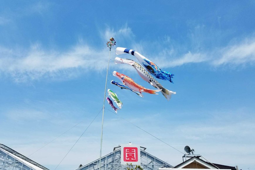 flying-dreams-exploring-japans-koi-nobori-festival-05