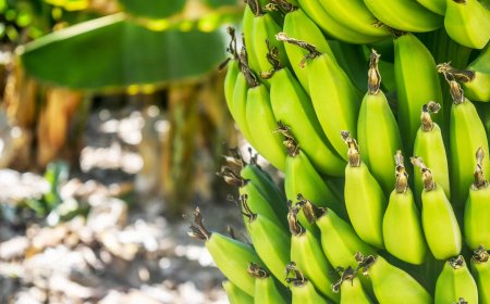 Philippines Loses Second Place in Global Banana Exports