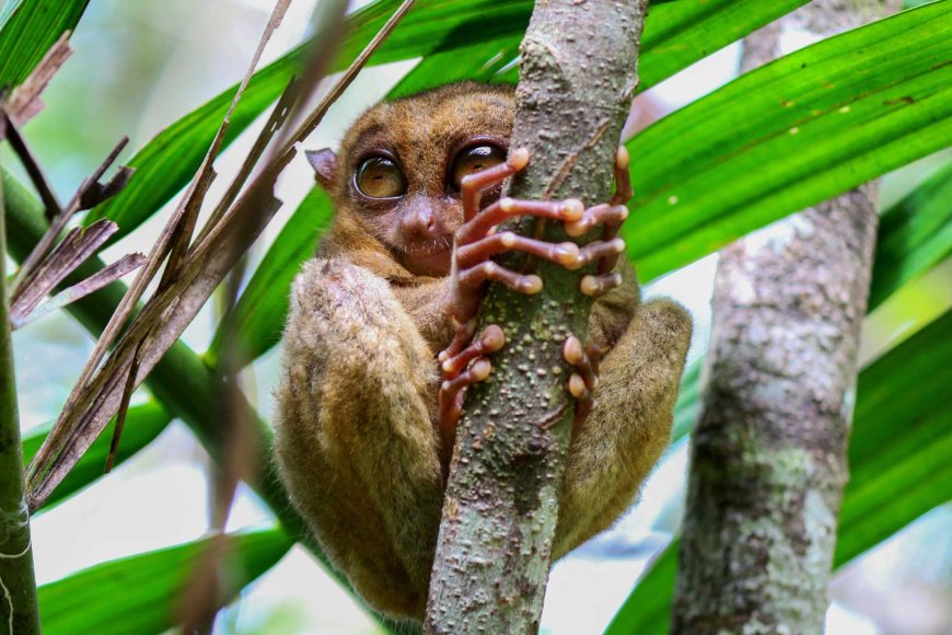 Tarsiers in the Philippines: Nature’s Tiny Marvels - Nipino.com ...