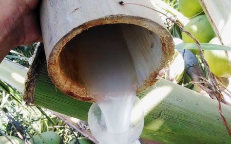 Tuba: The Philippines' Ancient Coconut Wine Tradition