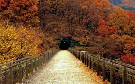Megane Bridge: Stunning Autumn Foliage and Mystical Tunnel Experience