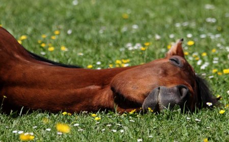 Aanhin Pa Ang Damo Kung Patay Na Ang Kabayo? - A Reflection on Timeliness and Opportunity