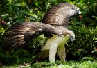Ang Philippine Eagle: Ang Pambansang Ibon ng Pilipinas