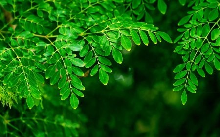 フィリピンのモリンガ：奇跡の生命の木