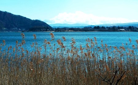 Shunbun no Hi (春分の日): Celebrating Japan’s Spring Equinox