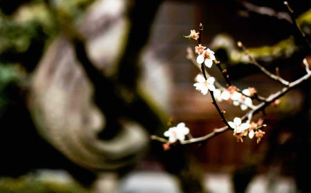 東京で桜が平年通りに開花
